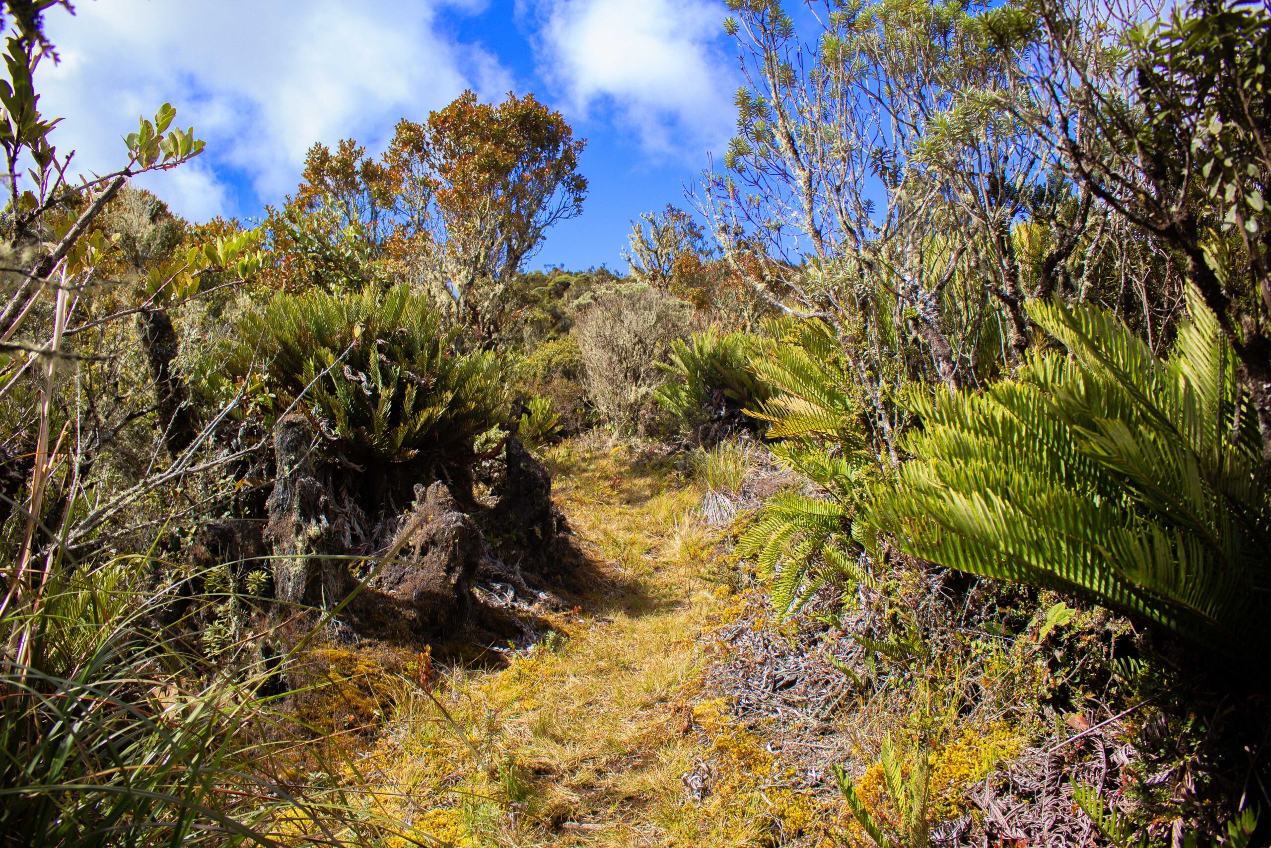 naturaleza biodiversidad cadysot 1.jpg
